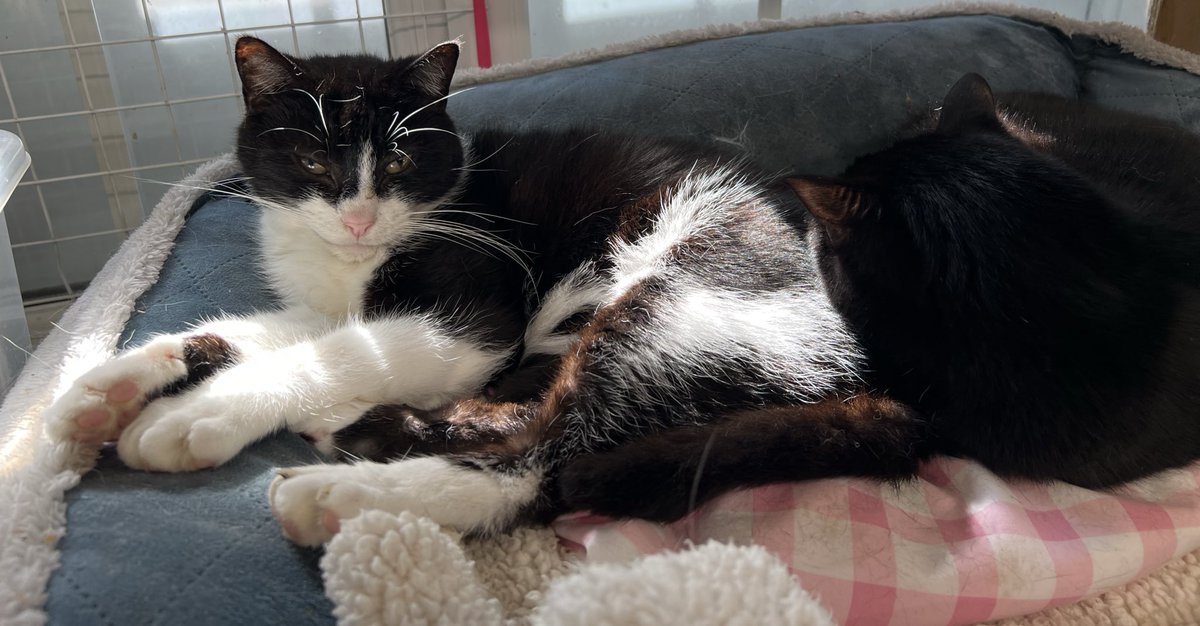 New Start Cat Rescue🐾💜🐾 tweet media