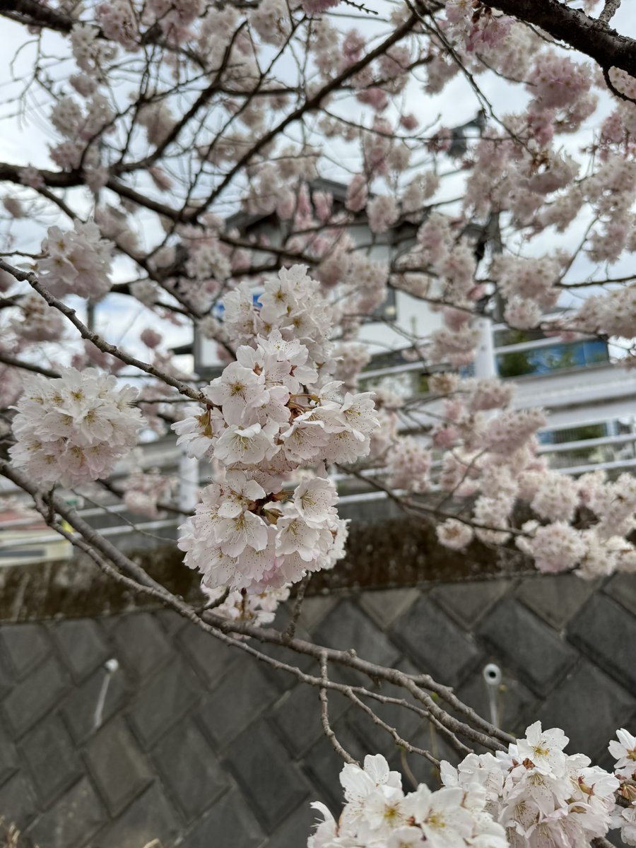 keisuke0437's tweet photo. @CT_zer03 私も清川の道の駅行ってました！本当に良い感じに咲いていましたね！ https://t.co/bz7OvGrT3r