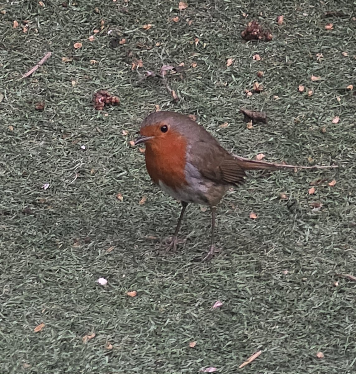 I love seeing a Robin in the garden ♥️