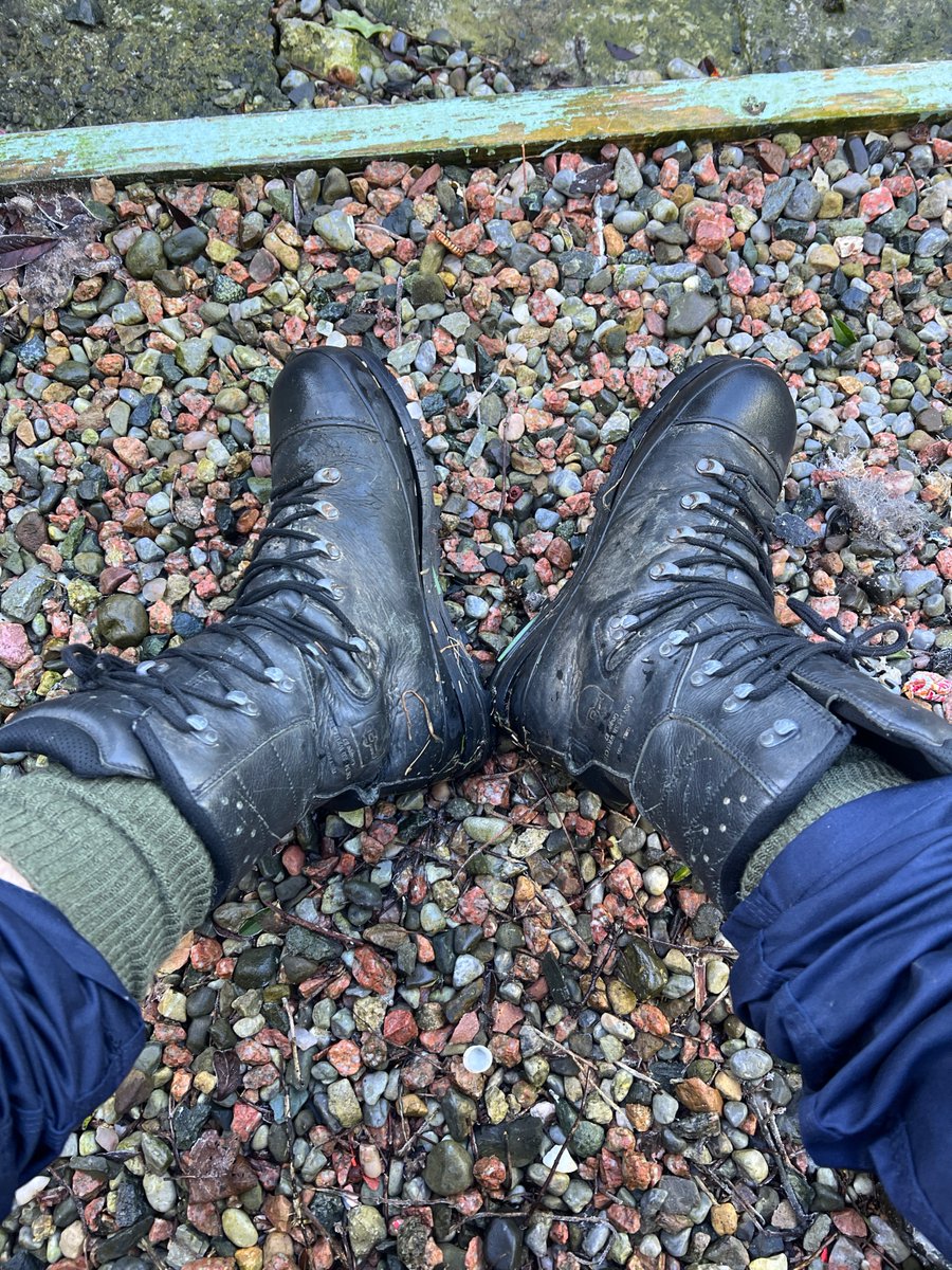 WORKER JOHNNY 🇮🇪🐷💪 tweet media