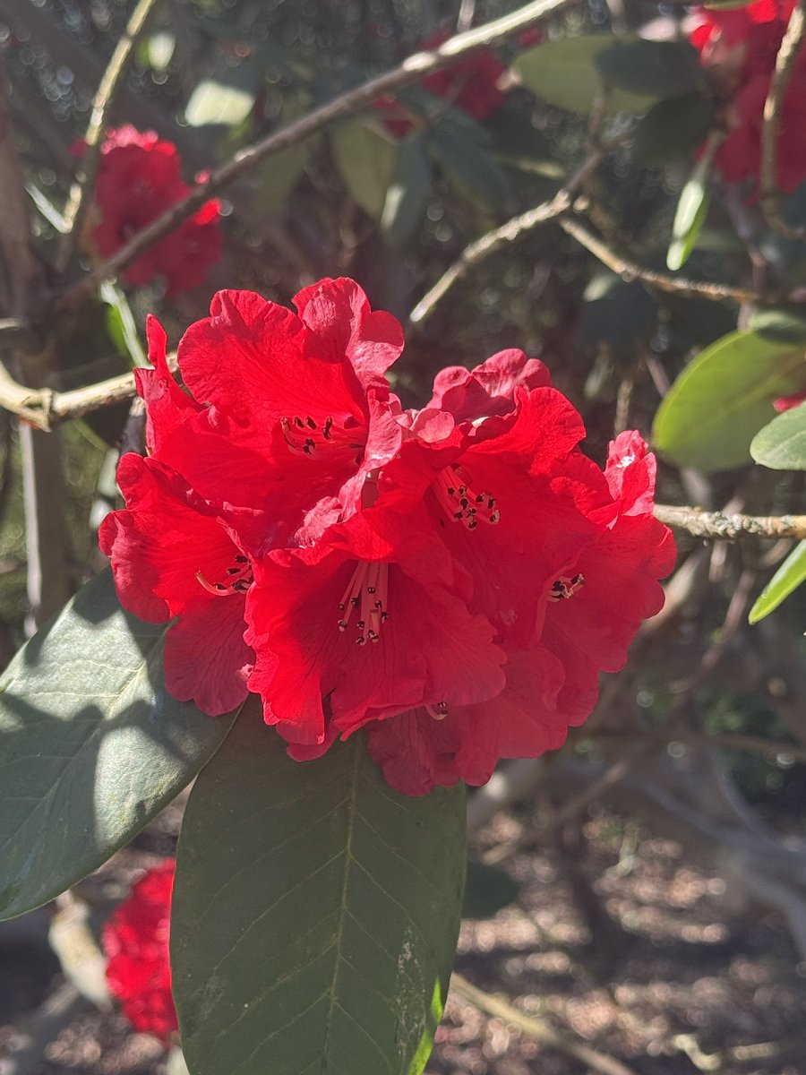 Dawn Williams tweet media