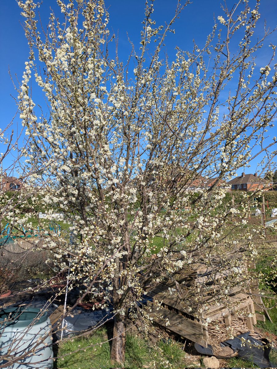 gerardmoore71's tweet photo. Damson tree full of bloom. Hopefully another good year for them. Just hope the frost holds off https://t.co/Whw7OC7CfU