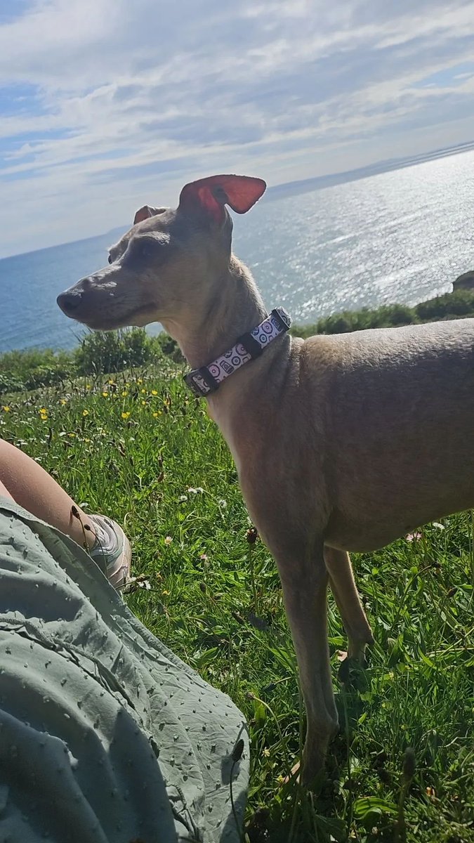 chris towers tweet media