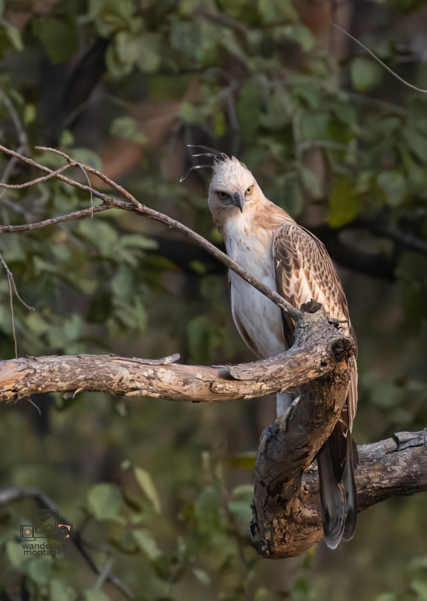 manishvikky's tweet photo. #ChangeableHawkEagle
#SatpudaJungle https://t.co/E2ynVHER9M
