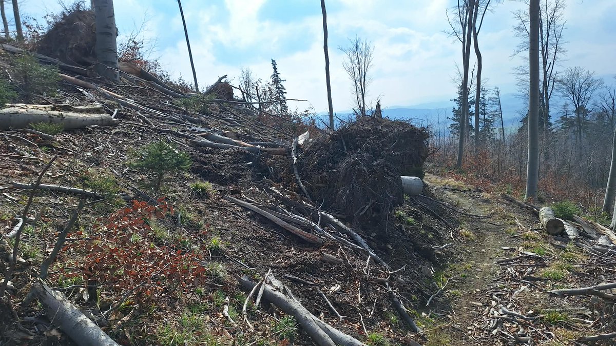 🌐 Amazonia is here tweet media