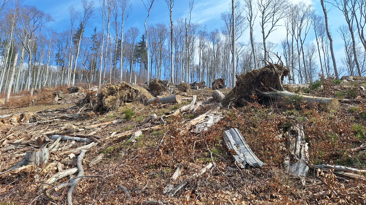 🌐 Amazonia is here tweet media