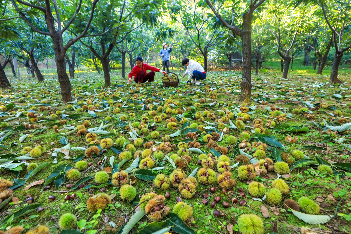 Chinese Embassy in Jamaica tweet media