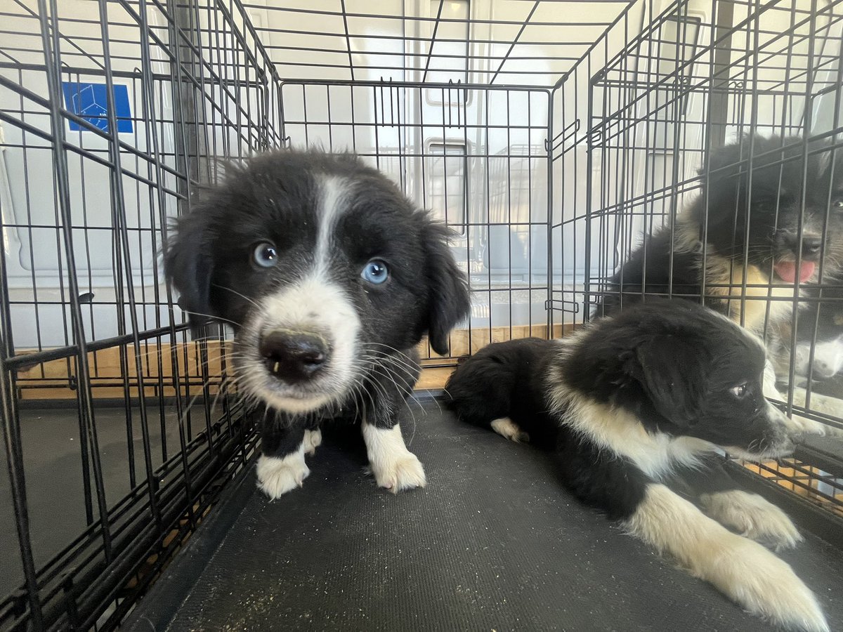 Doge Van tweet media