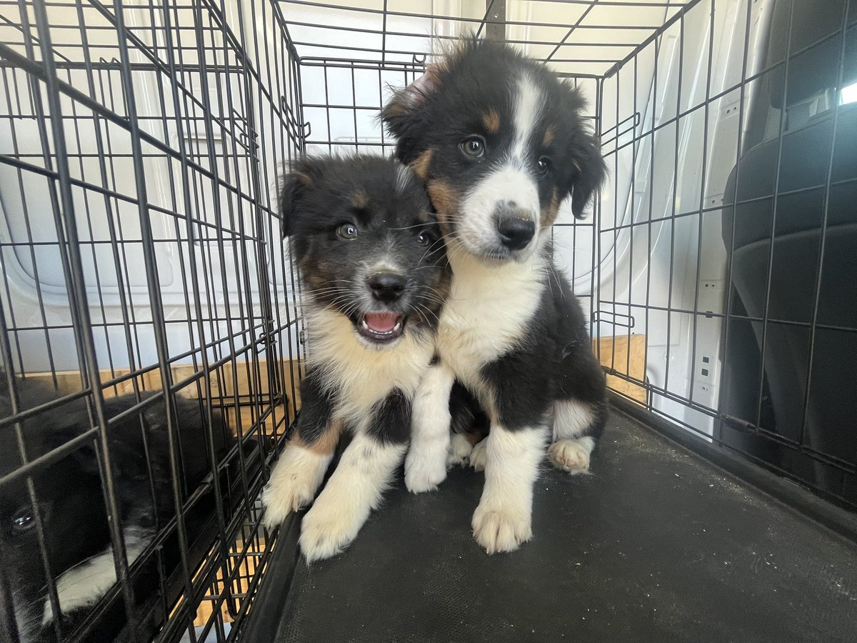 Doge Van tweet media