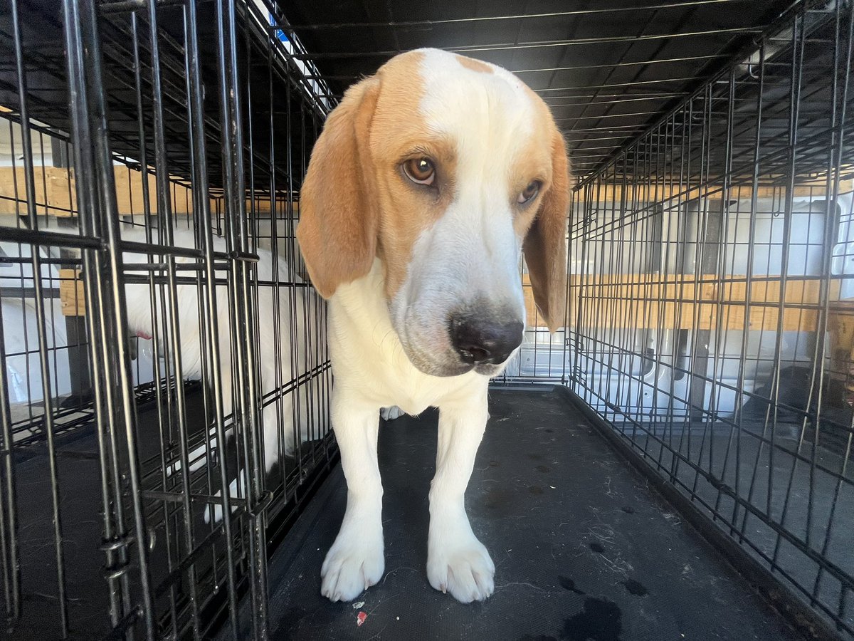 Doge Van tweet media