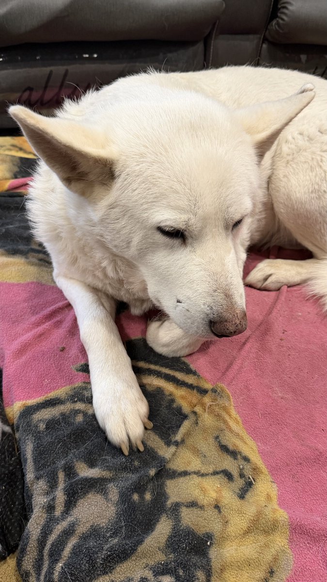 Dawk O'Shiel tweet media