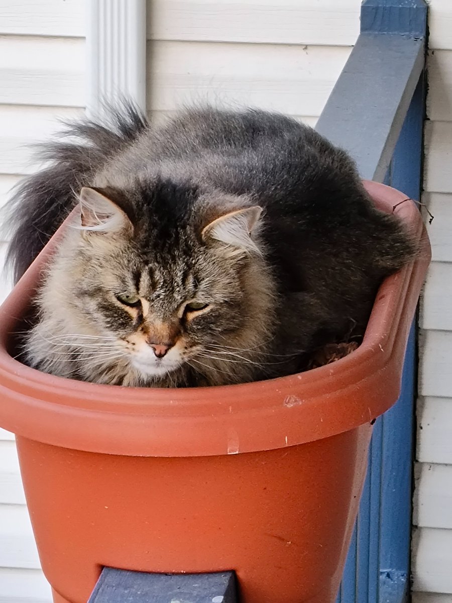 Arthur Dingwall tweet media