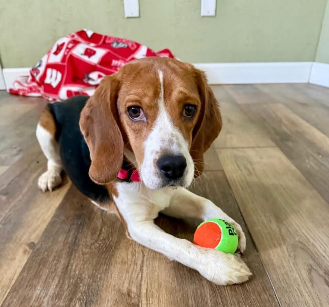 Wayne Hsiung tweet media