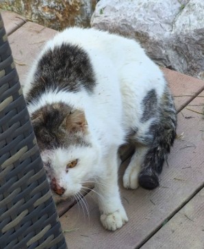 Missing Animaux 81 tweet media