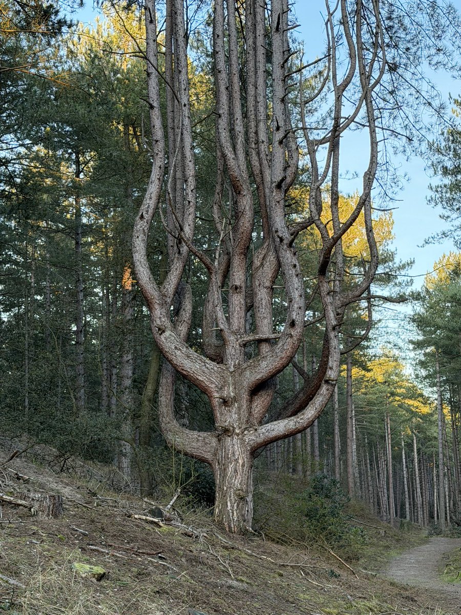 David Widdick tweet media