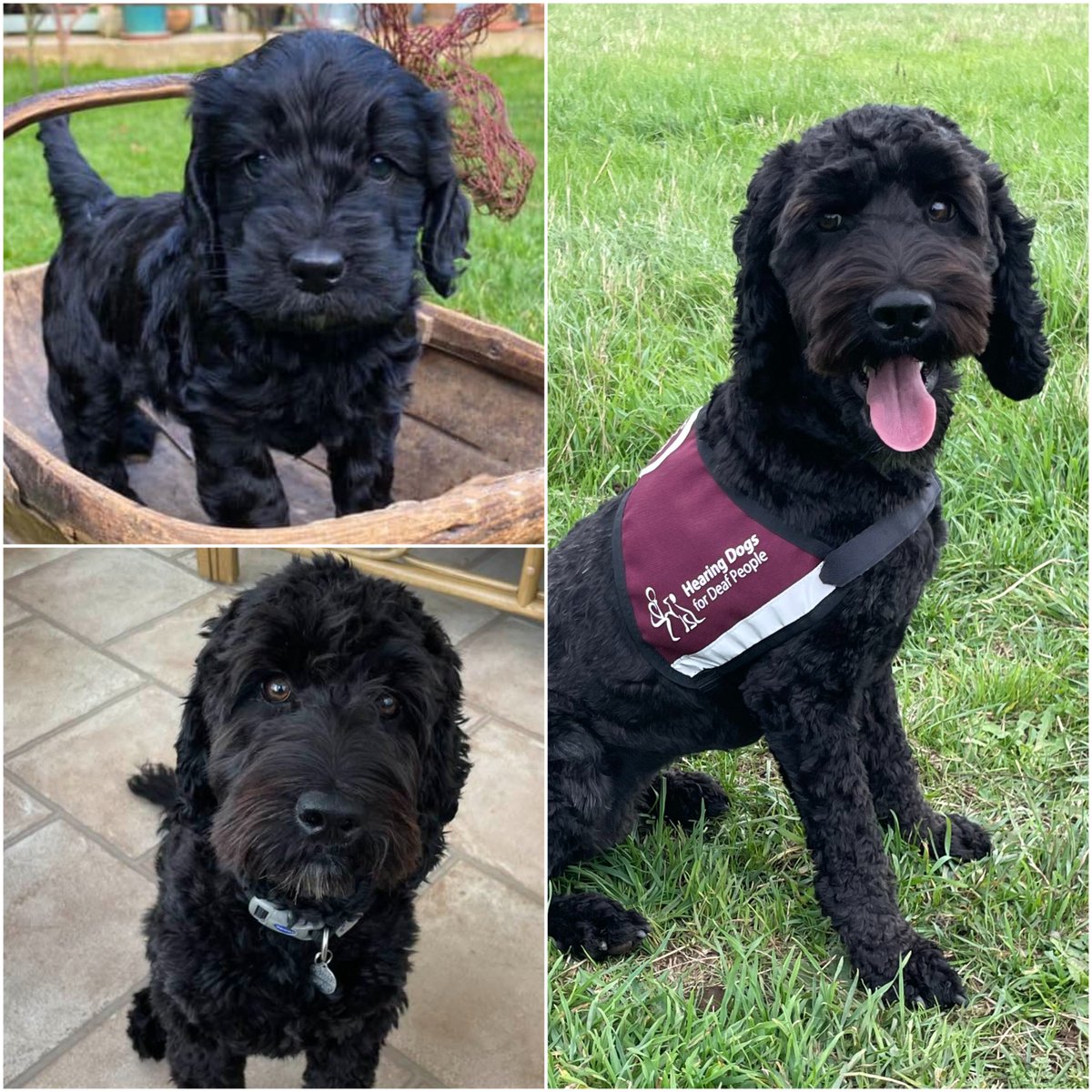 Hearing Dogs for Deaf People tweet media