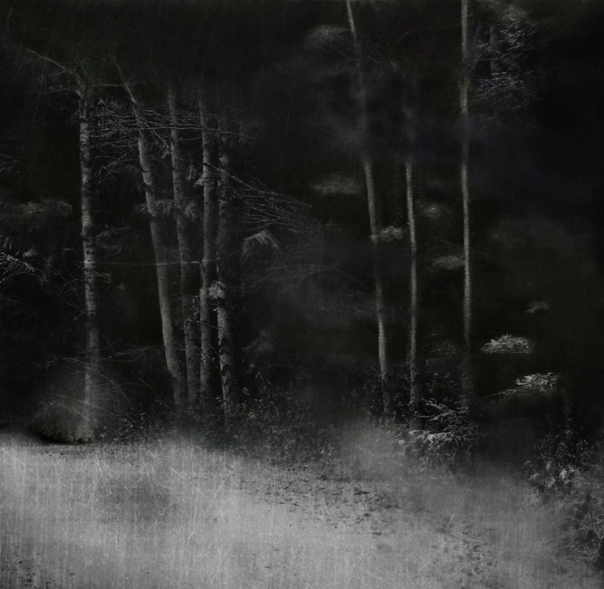 wongsusie tweet media