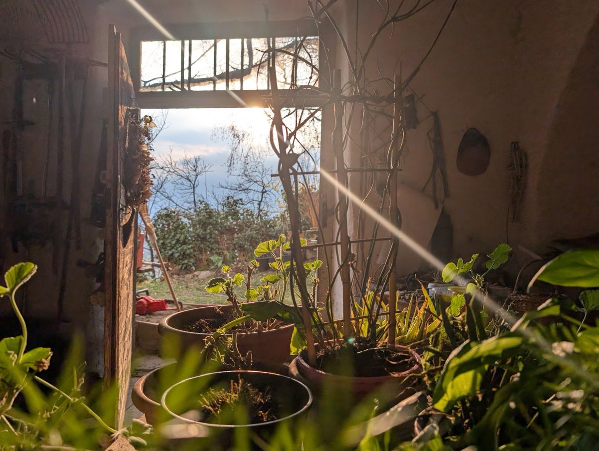 Pescegatti tweet media