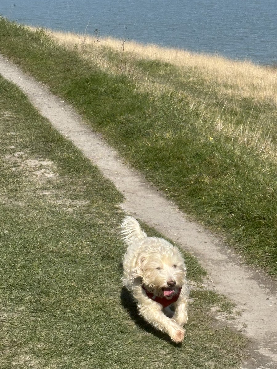 Ian Marshall tweet media