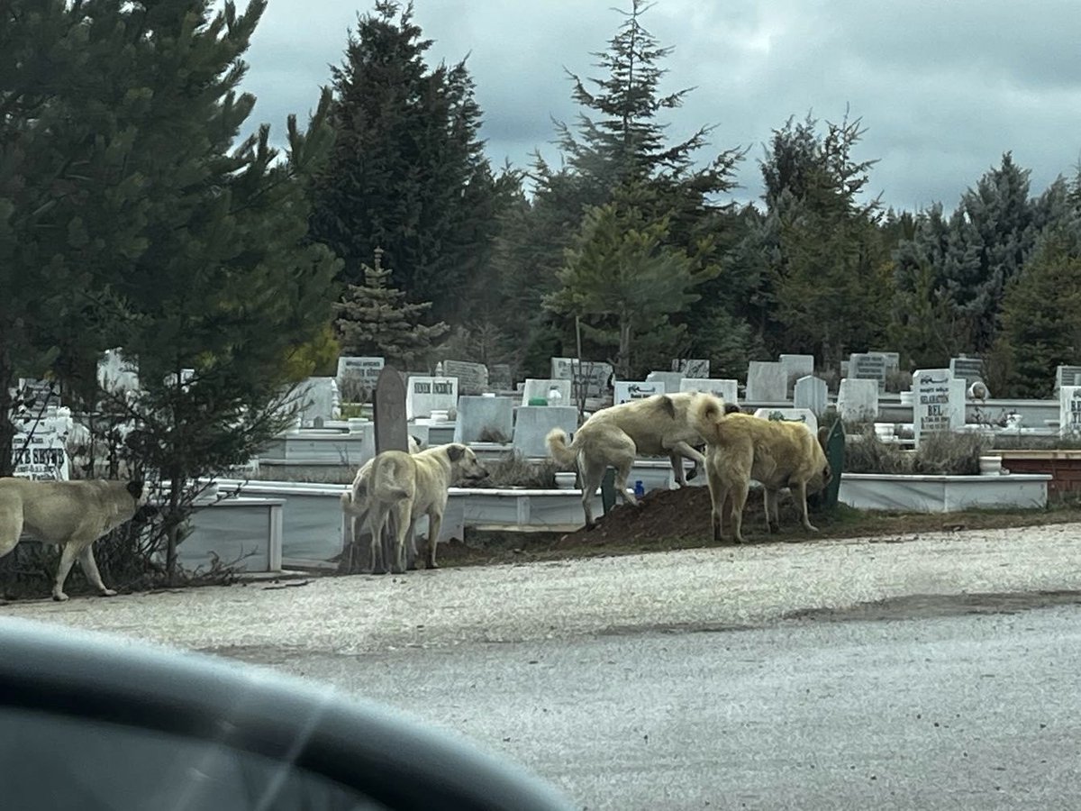 Görüntüler Eskişehir mezarlığından. Başıboş köpekler yeni kapatılmış bir mezarının üzerinde eşeleniyorlar.

Bu milletin ölülerini bile köpeklere yedirecesiniz. Vallahi sizin bu yaptığınızı düşmandan başkası yapmaz. <a href="/eskisehirbb/">Eskişehir Büyükşehir Belediyesi</a> <a href="/eskvaliligi/">T.C. Eskişehir Valiliği</a>