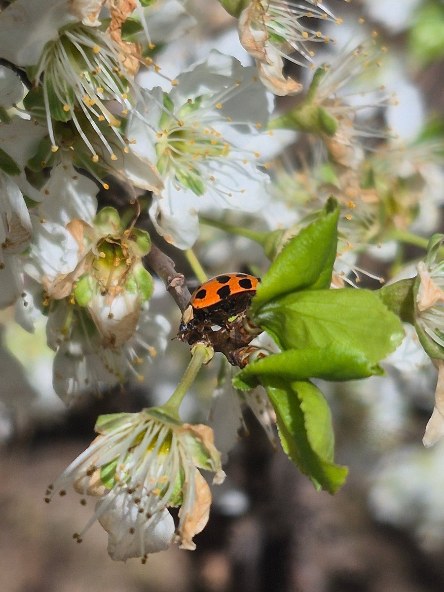 Patrick DeCoste tweet media