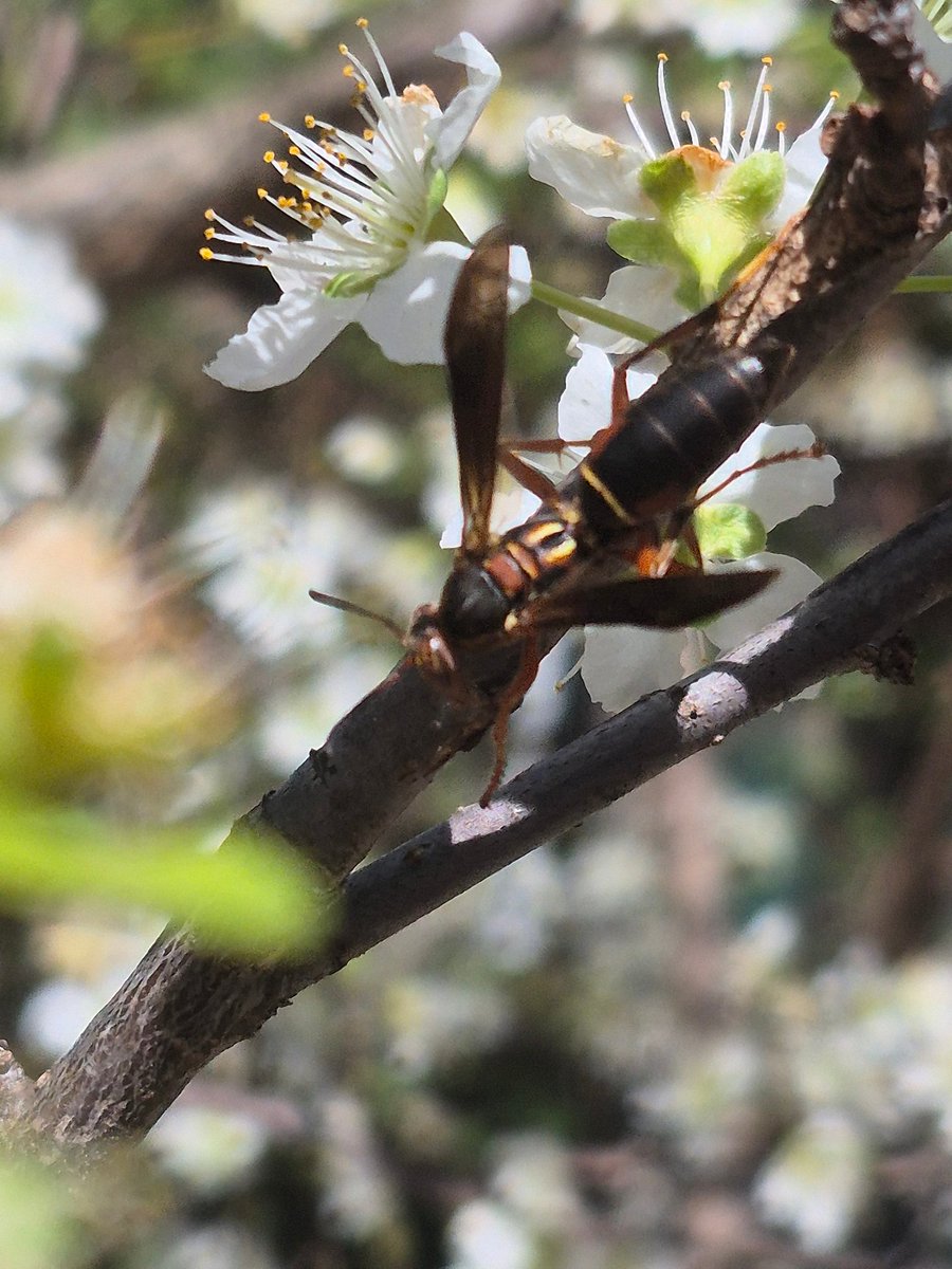 Patrick DeCoste tweet media