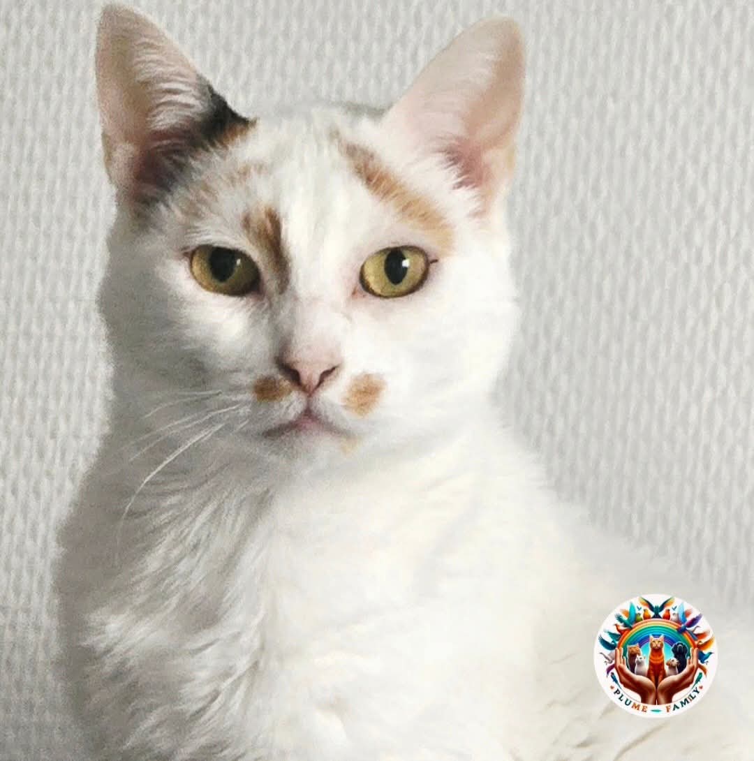 Figaro, Tsuki é Ava (é dé fwoi not' maine) tweet media