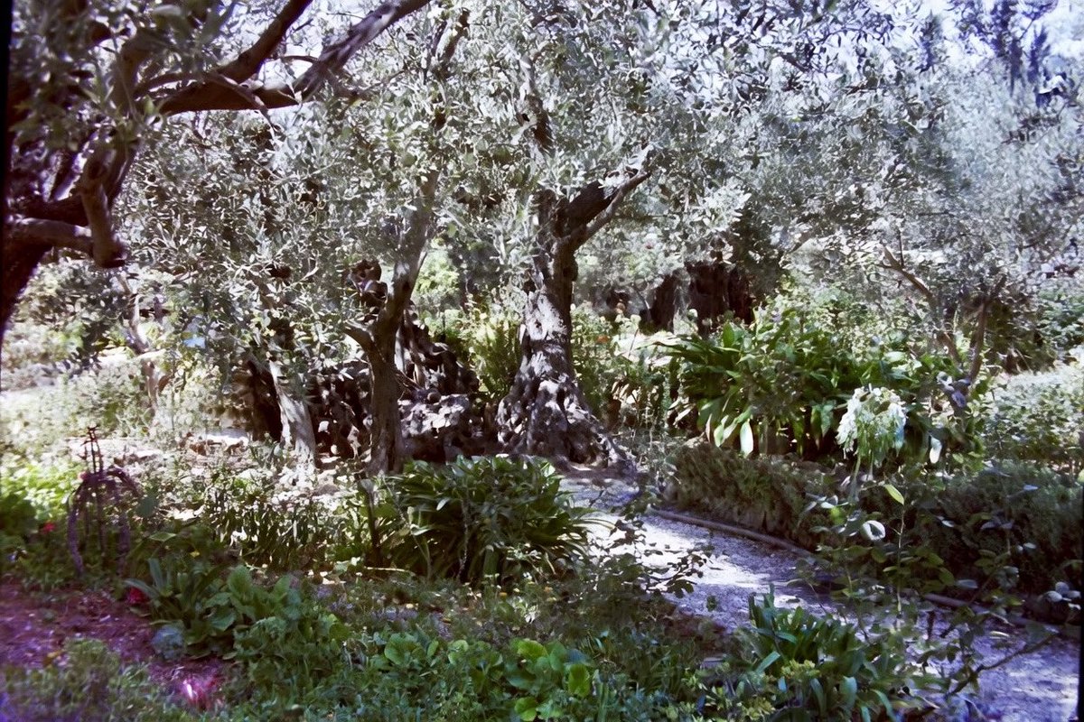 Kunz C. קונץ tweet media