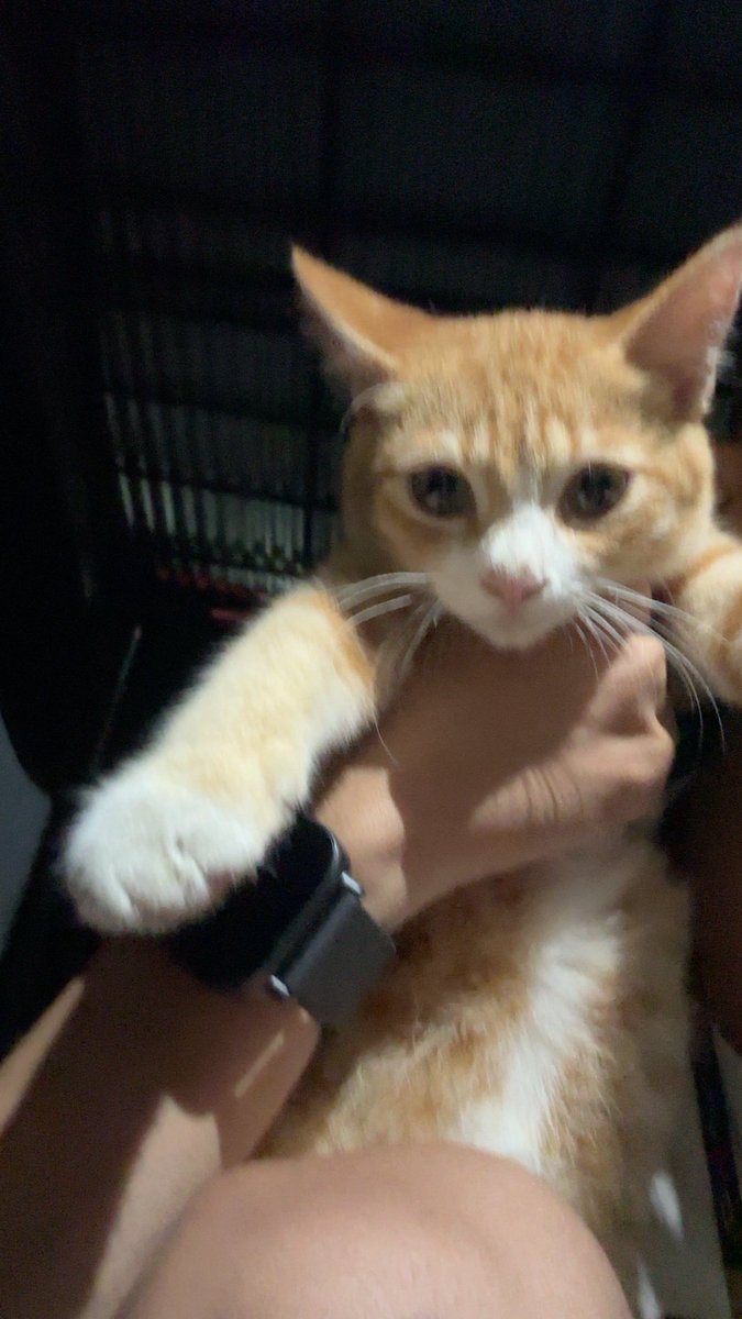 jordan rules tweet media