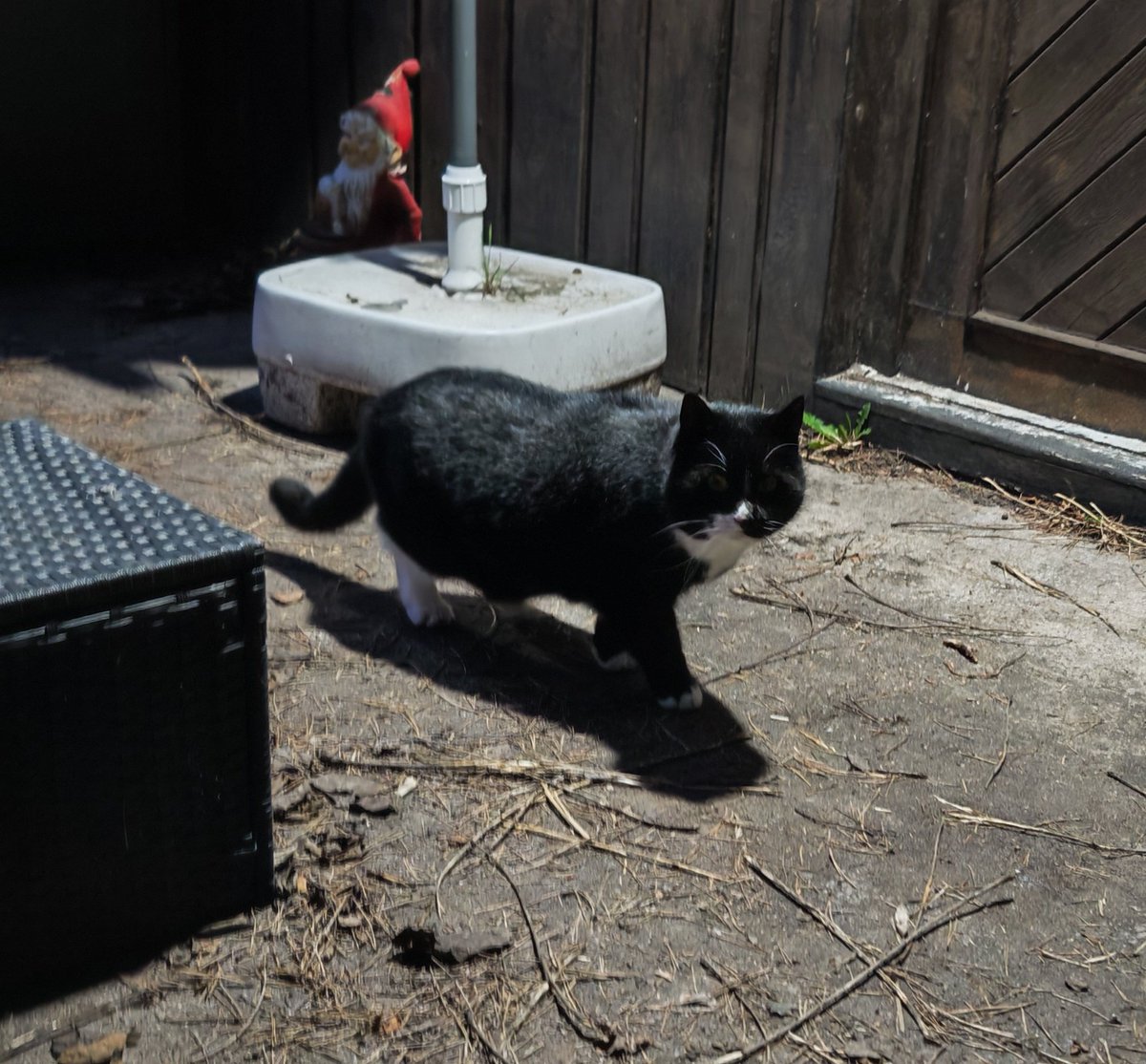 Fasten Hansi tweet media