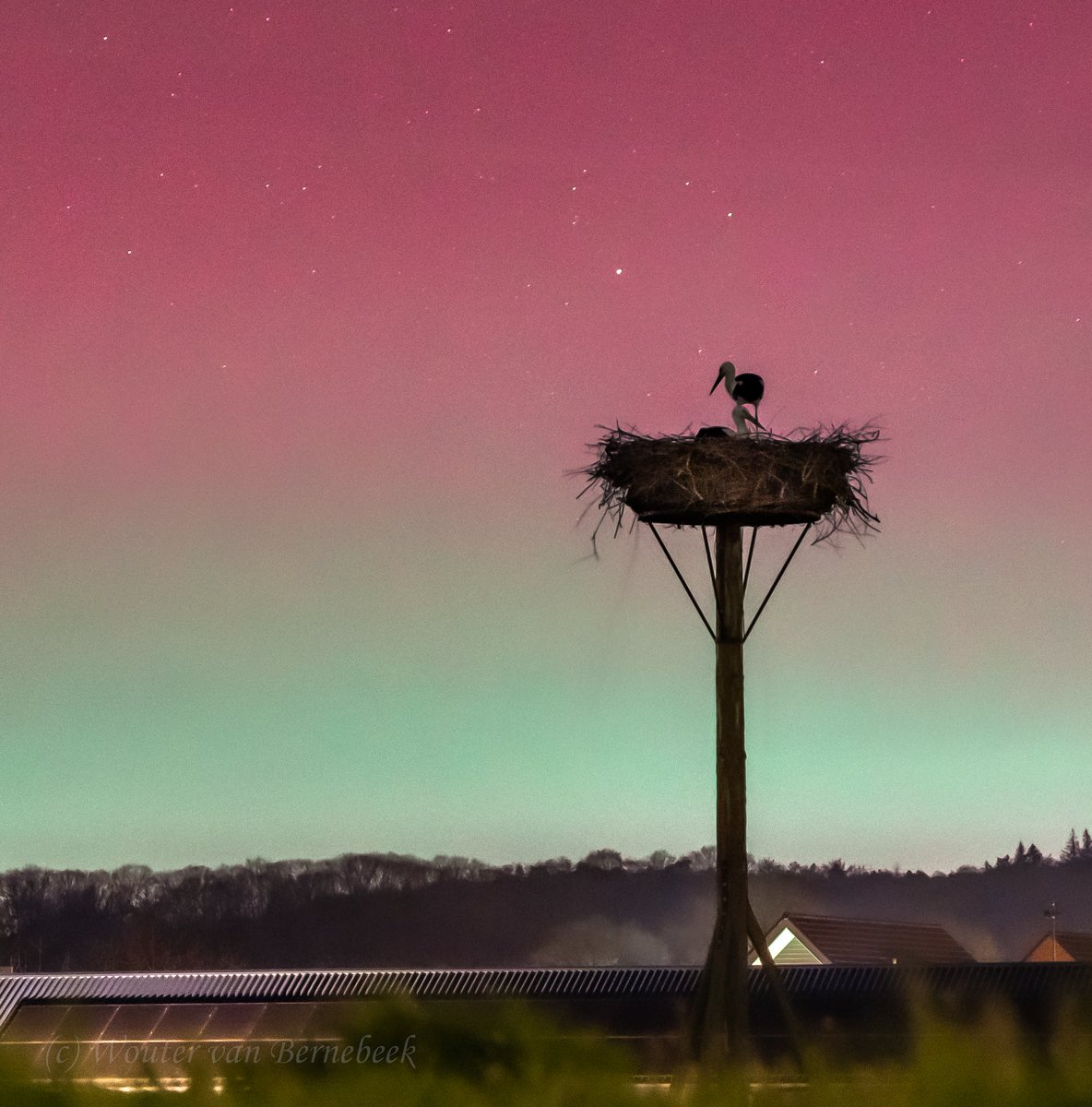 Wouter van Bernebeek tweet media