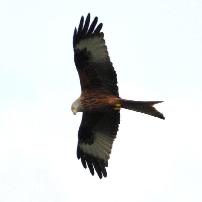 Richard Taylor tweet media