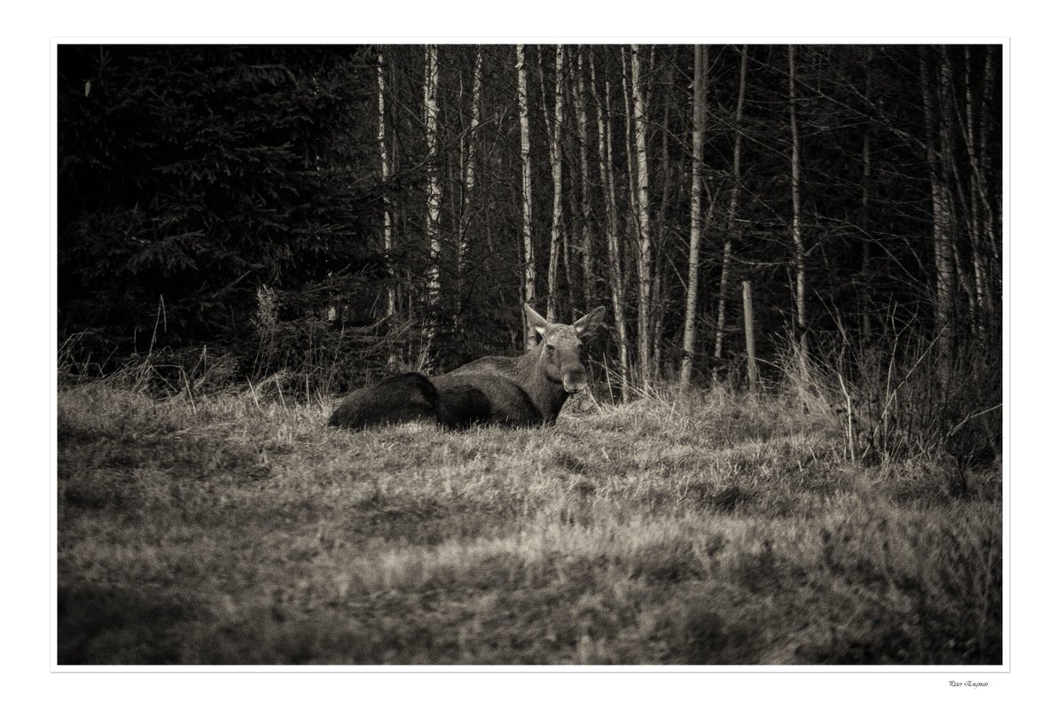 Peter Engman tweet media