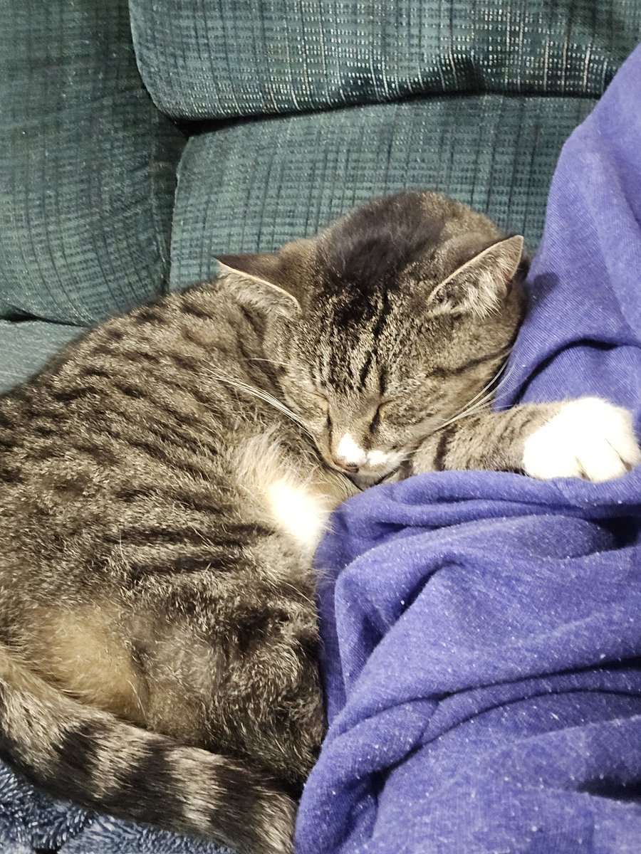 Msedawn320's tweet photo. @SimonsCat Socks being a snuggle bug this #Caturday https://t.co/m9jQtykveZ