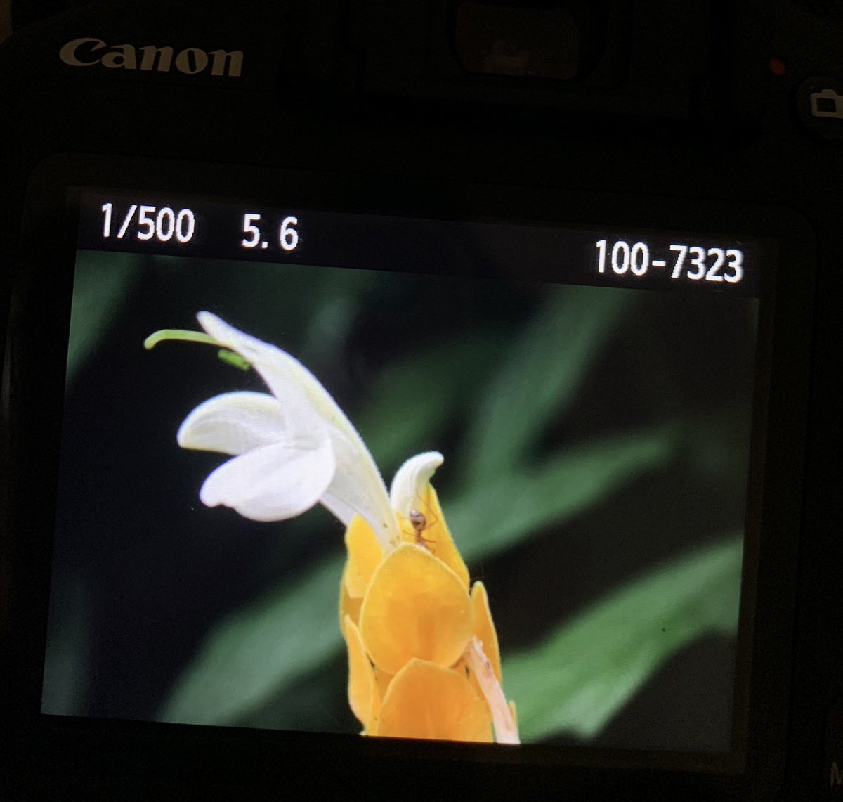 medeixaporonome's tweet image. fluindo essa #waterfall pós dia de chuva em busca de rãs, insetos e plantinhas