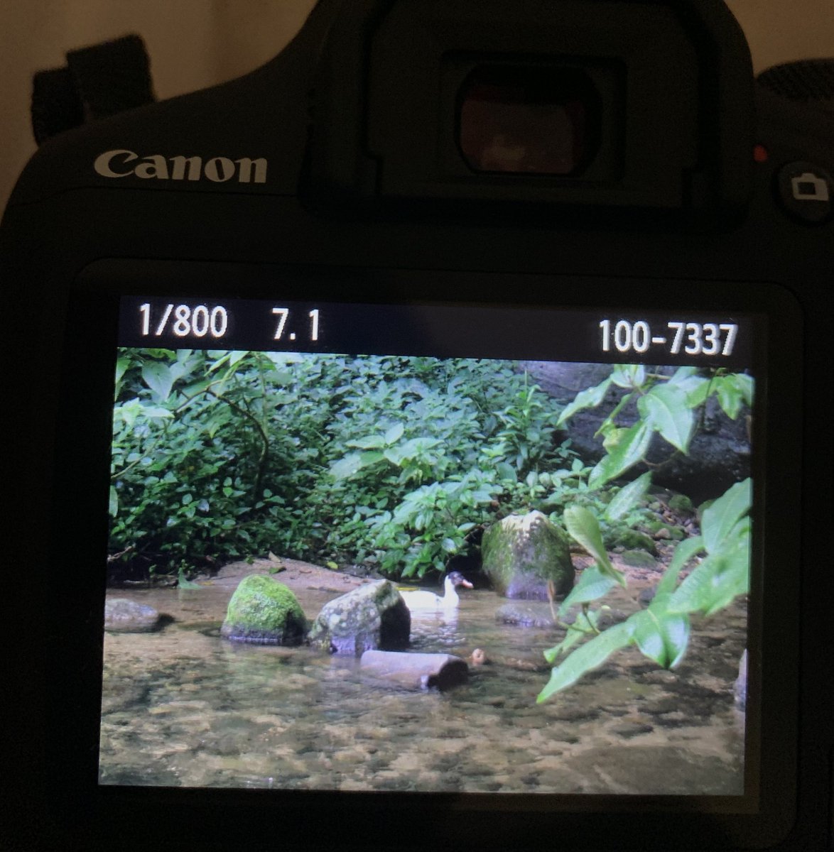 medeixaporonome's tweet image. fluindo essa #waterfall pós dia de chuva em busca de rãs, insetos e plantinhas