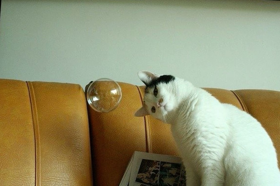 daily cats ♡ tweet media