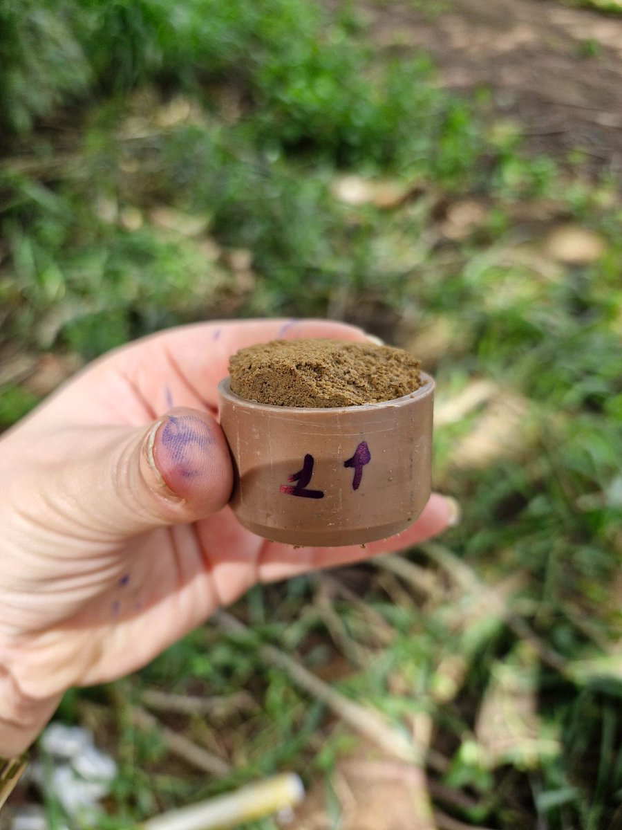 SoilphysicsBR's tweet photo. Sampling of a cohesive  Oxisol - Cruz das Almas, Bahia, Brazil for studies involving synchrotron X-ray tomography

#soilphysics #porearchitecture #tropicalsoils https://t.co/t0EyAvfU8U