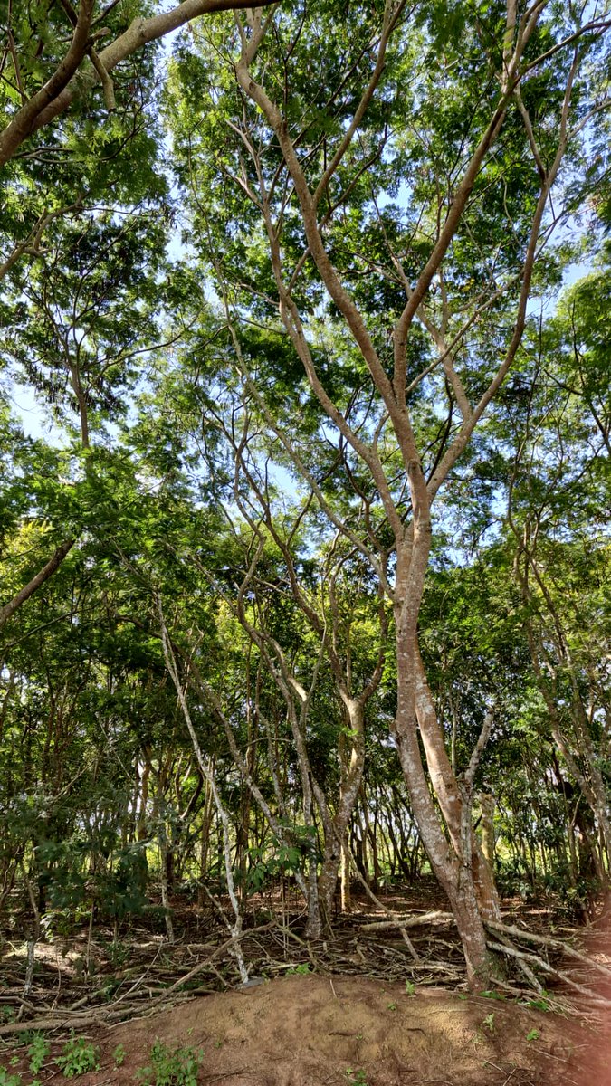 SoilphysicsBR's tweet photo. Sampling of a cohesive  Oxisol - Cruz das Almas, Bahia, Brazil for studies involving synchrotron X-ray tomography

#soilphysics #porearchitecture #tropicalsoils https://t.co/t0EyAvfU8U
