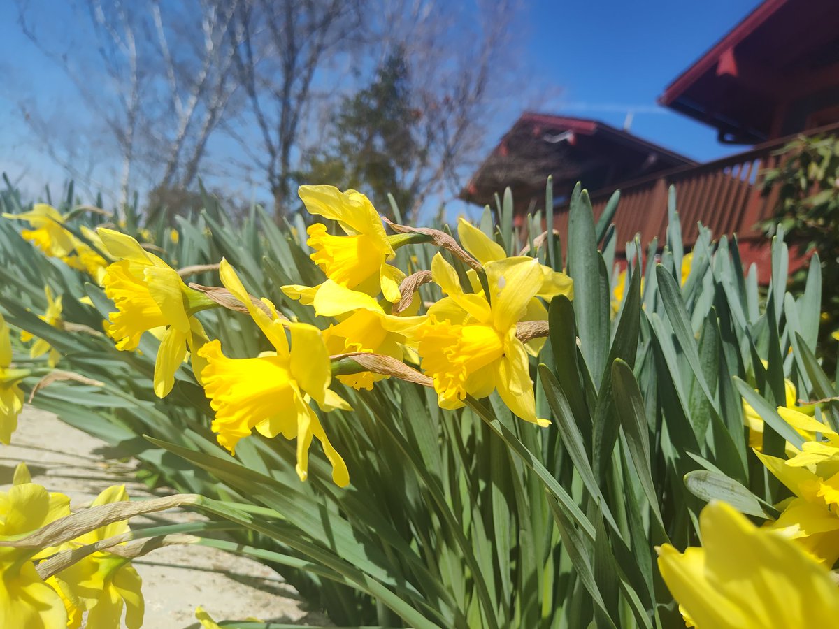 Every spring my Gran's daffodils remind us of her