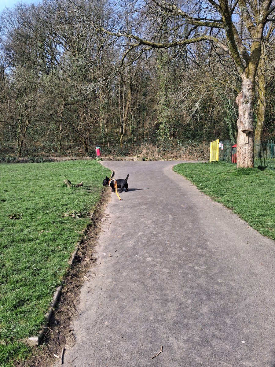 SonsieTheScotty tweet media