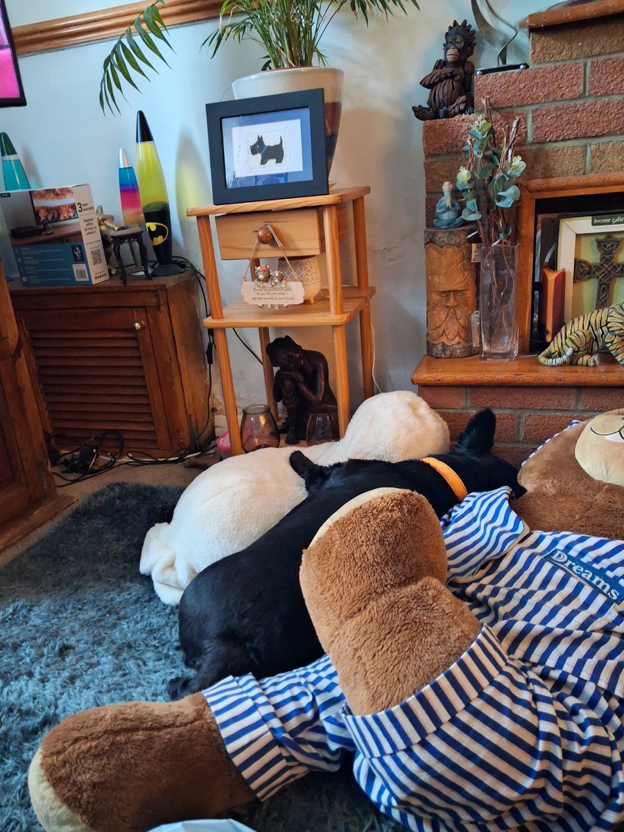 SonsieTheScotty tweet media