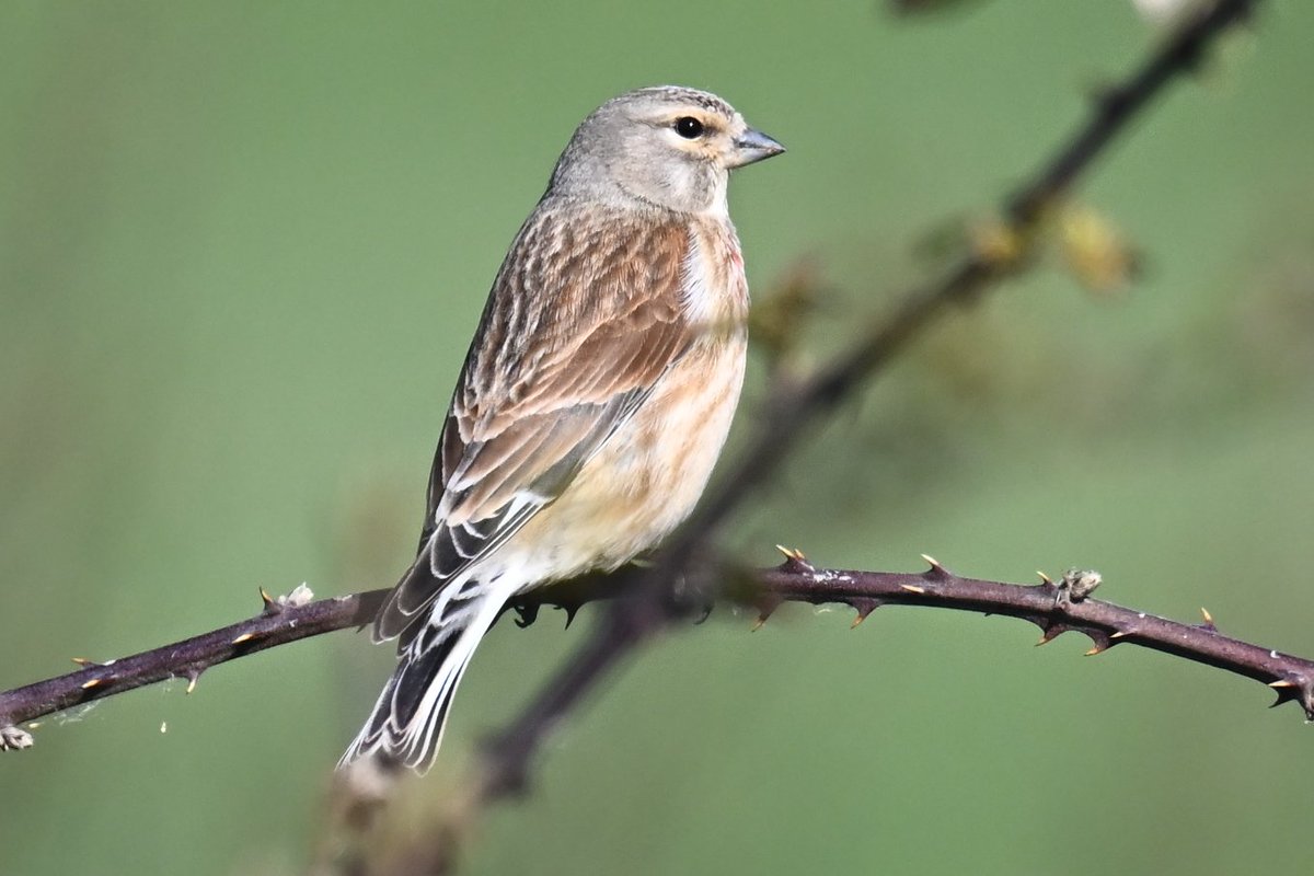 Jonlet raymond tweet media