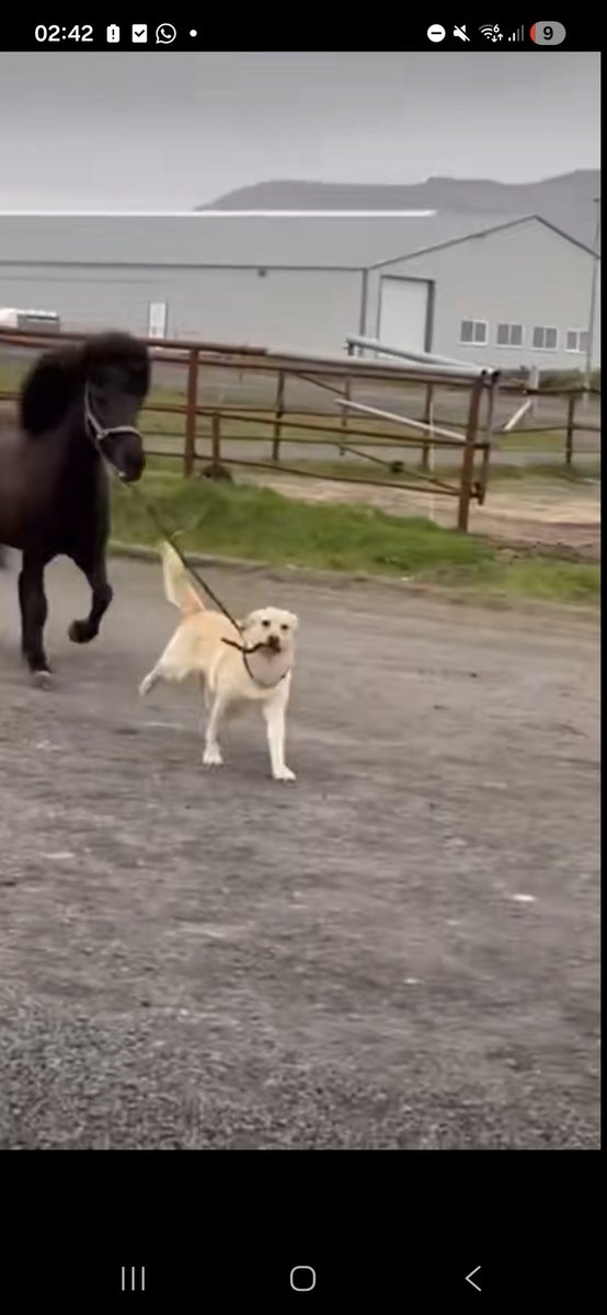 lovelace | renee's version ☆♡ tweet media