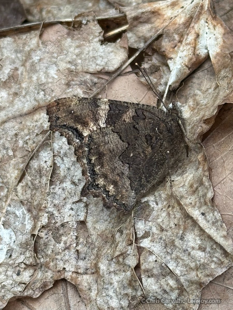 Chris Carvalho tweet media