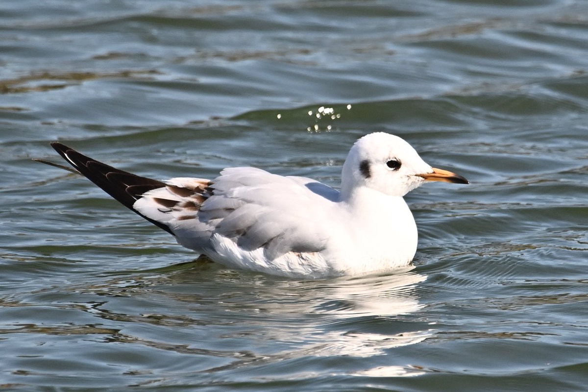 Jonlet raymond tweet media