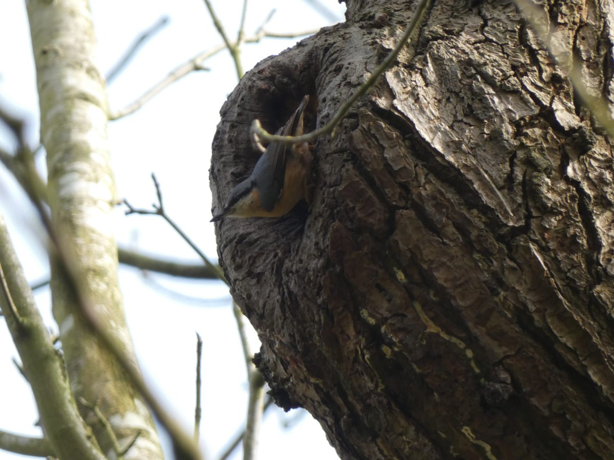 marksmith1986's tweet photo. Nuthatch at Elsham Hall, North Lincolnshire. https://t.co/sWthIp2wIb