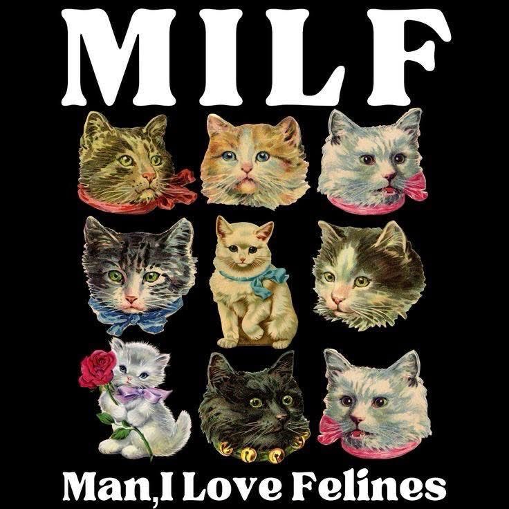 Dilo con gatitoz tweet media