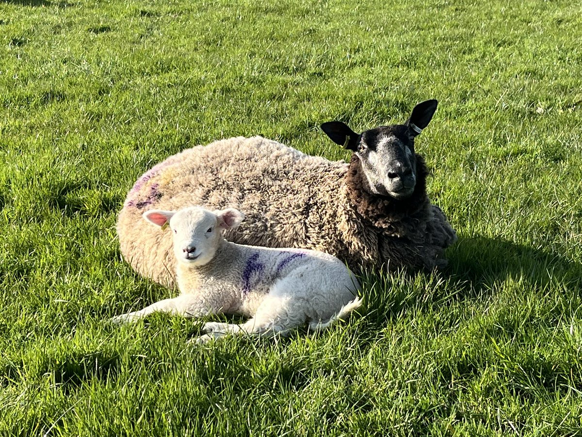 🐑 Farmer Dixon 🐐🐮🐓🐏🌿 tweet media