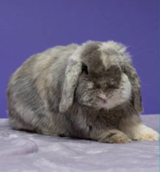 House Rabbit Society tweet media